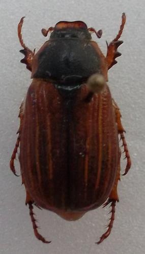 Amphimallon sp.