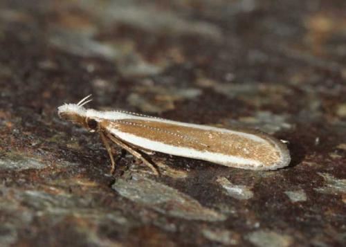 Dichomeris marginella