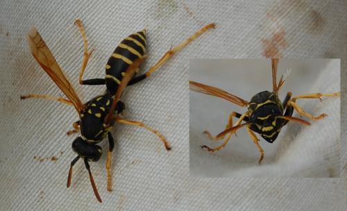 Polistes sp.