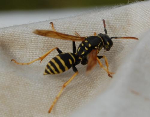 Polistes sp.