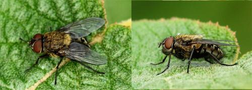 Pollenia sp.
