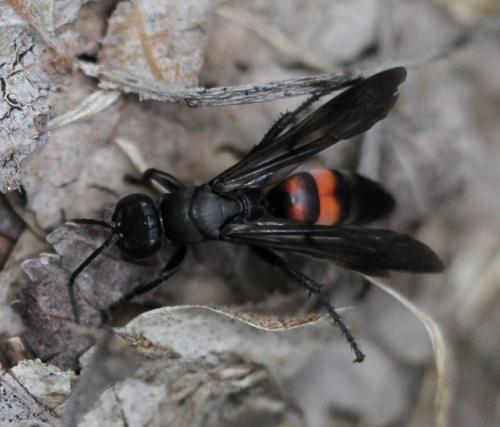 Réf. 129 952 : Entomobora crassitarsis