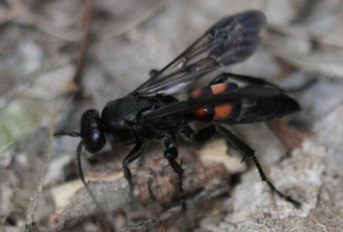 Réf. 129 951 : Entomobora crassitarsis