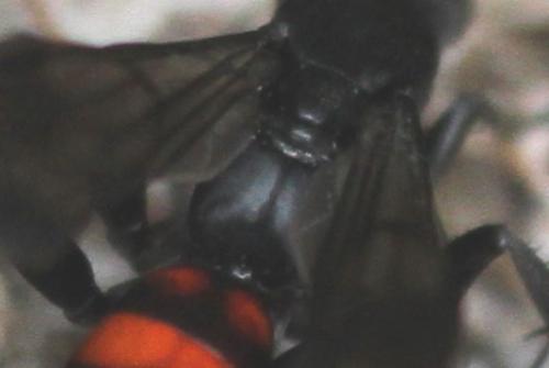 Entomobora crassitarsis