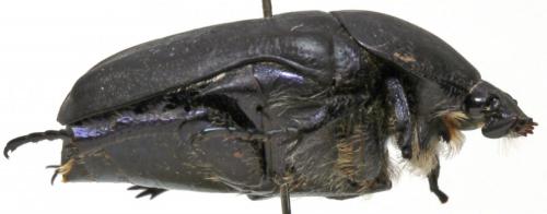 Protaetia afflicta servillii