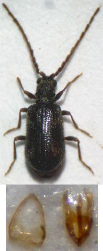 Réf. 129 868 : Ptinus lichenum