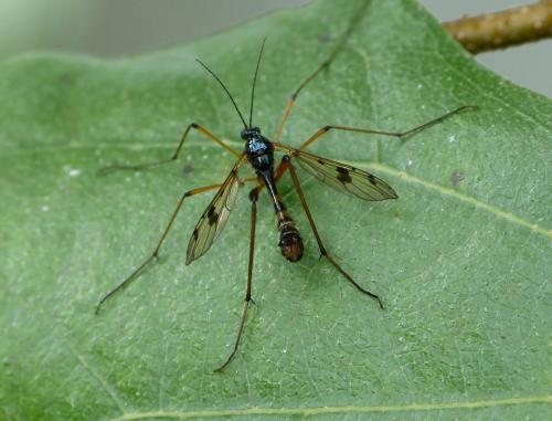Ptychoptera contaminata