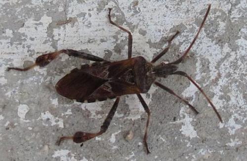 Leptoglossus occidentalis