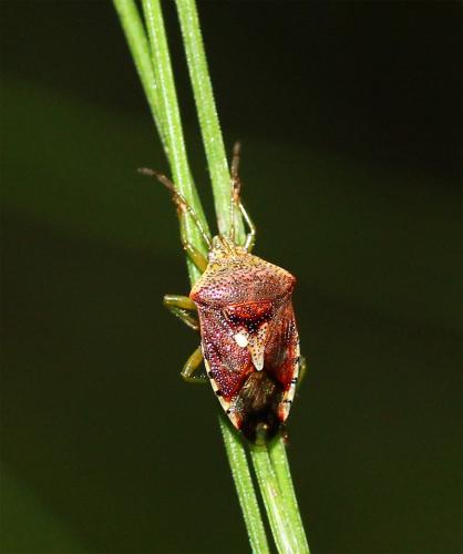 Réf. 129 175 : Elasmucha grisea