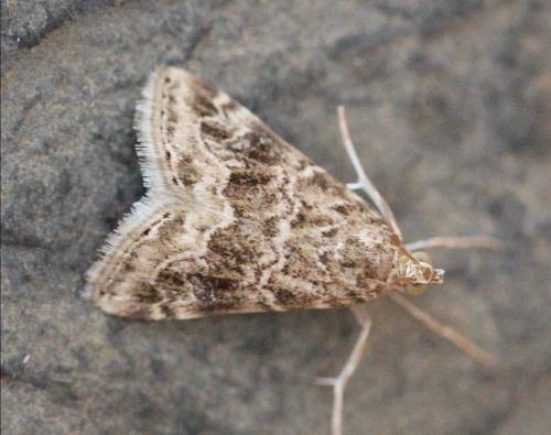 Réf. 129 605 : Hellula undalis