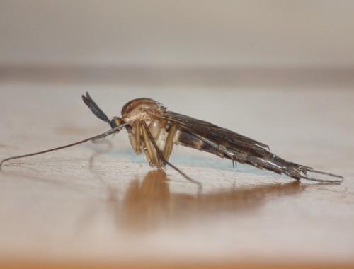 Keroplatus sp.