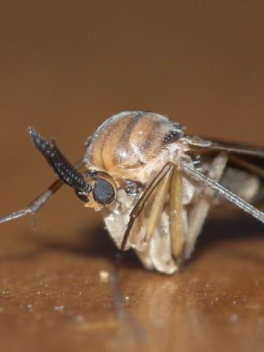 Keroplatus sp.