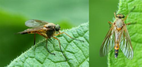 Rhagio tringarius