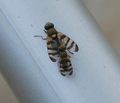 Réf. 129 203 : Urophora solstitialis
