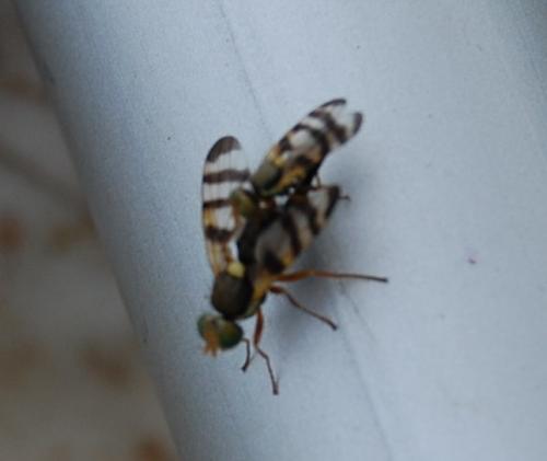 Urophora solstitialis
