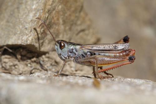 Réf. 129 037 : Stenobothrus nigromaculatus nigromaculatus