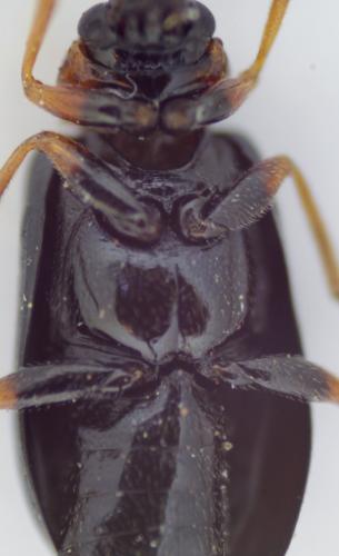 Luperus sp.