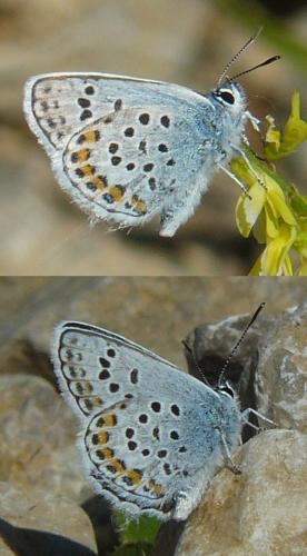 Réf. 129 340 : Plebejus sp.
