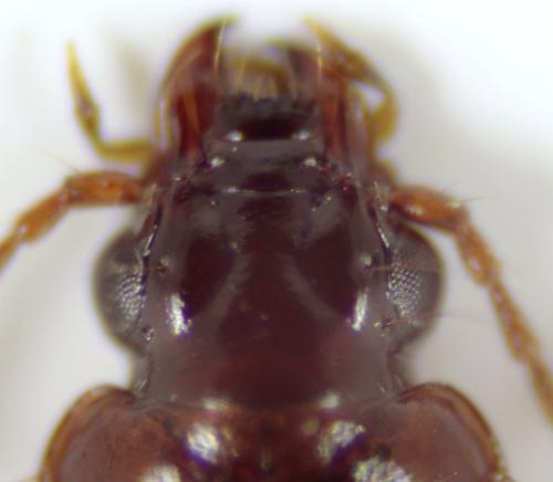 Réf. 129 384 : Trechus sp.