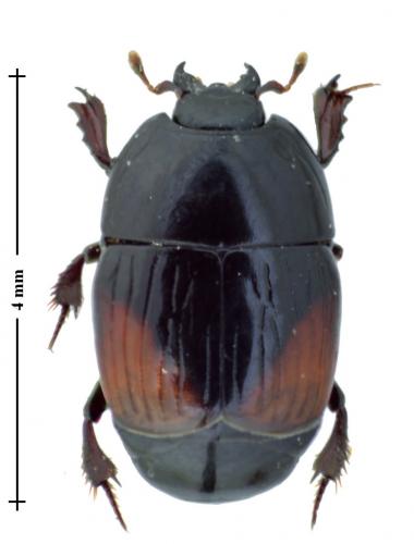 Réf. 129 703 : Atholus bimaculatus