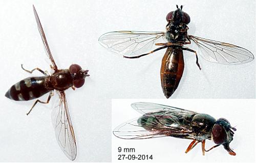 Réf. 129 258 : Platycheirus albimanus