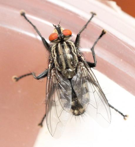 Réf. 129 909 : Sarcophaga carnaria