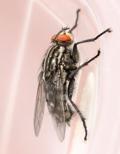 Réf. 129 910 : Sarcophaga carnaria