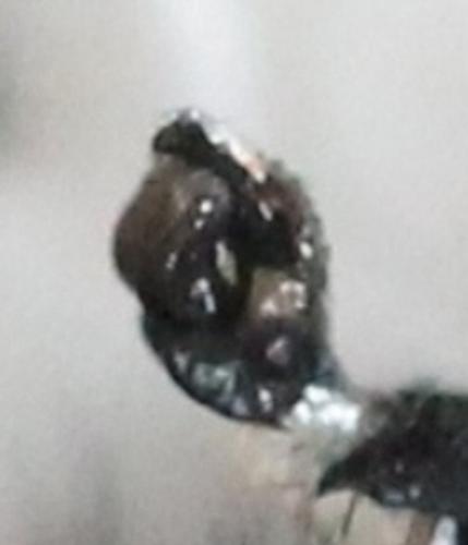 Réf. 129 911 : Sarcophaga carnaria