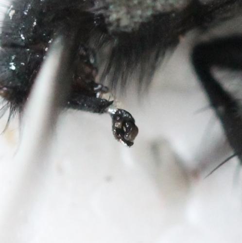 Sarcophaga carnaria