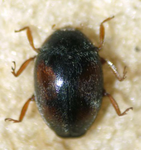 Scymnus frontalis
