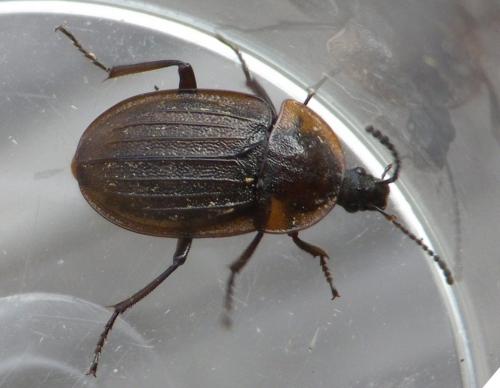 Réf. 129 193 : Phosphuga atrata