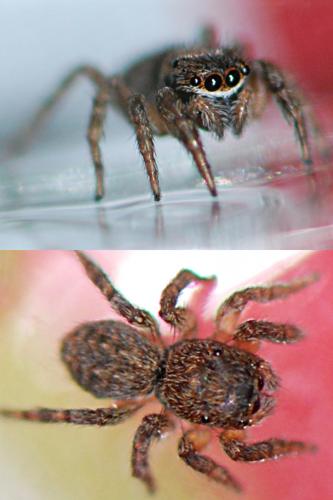 Euophrys sp.