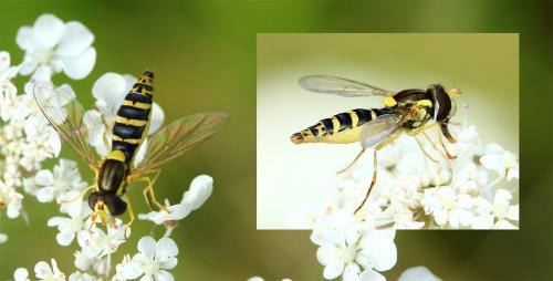 Sphaerophoria sp.