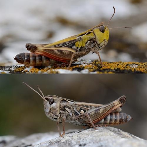 Stenobothrus grammicus