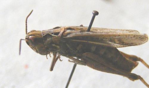 Chorthippus sp.