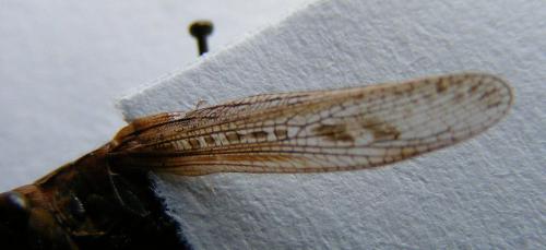 Chorthippus sp.