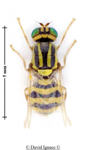 Oxycera trilineata