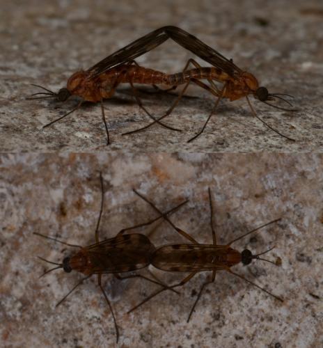 Sylvicola sp.