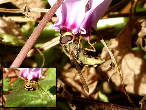 Réf. 129 284 : Eupeodes sp.