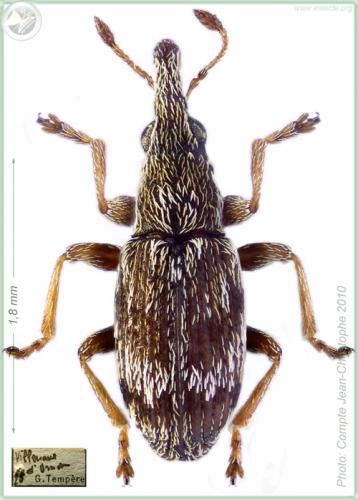 Réf. 129 973 : Taeniapion rufulum