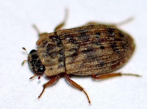 Réf. 129 843 : Helophorus rufipes