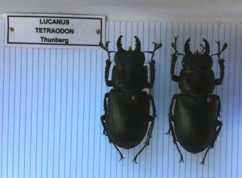 Lucanus tetraodon