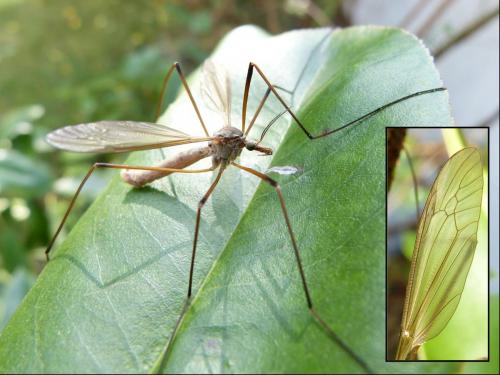 Tipula paludosa