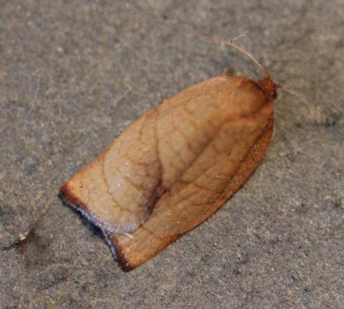 Réf. 129 563 : Cacoecimorpha pronubana