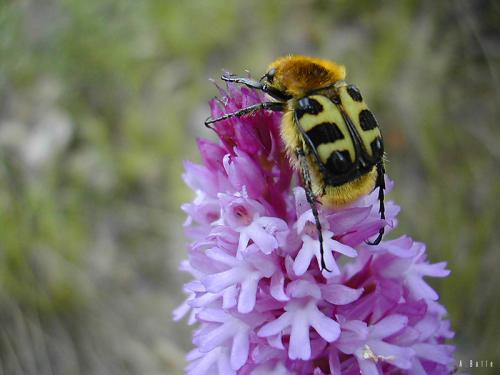 Réf. 129 307 : Trichius sp.