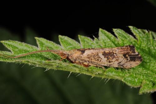 Glyphotaelius pellucidus