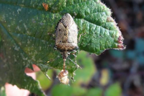 Troilus luridus