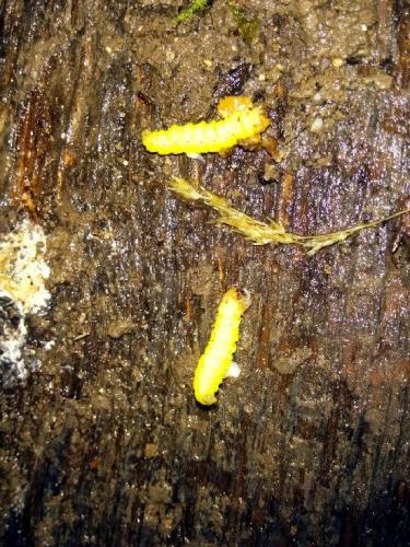 Aphomia sociella