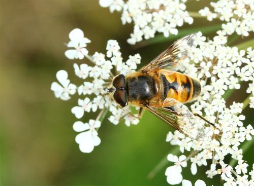 Eristalis tenax