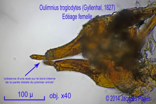 Oulimnius troglodytes